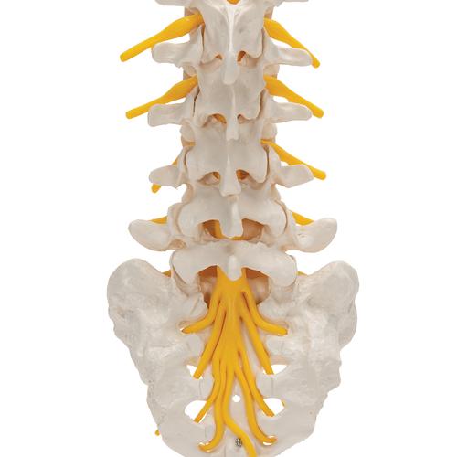 Lumbar Human Spinal Column Model, 1000146 [A74], Vertebra Models