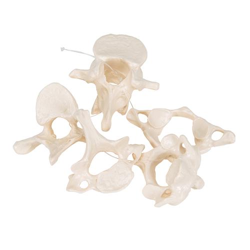 5 Human Vertebrae, Loosely Threaded on Nylon (atlas, axis, cervical, thoracic, lumbar), 1000148 [A75/1], Vertebra Models