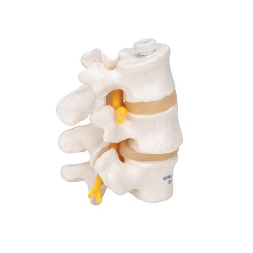 3 Human Lumbar Vertebrae, Flexibly Mounted, 1000151 [A76/8], Vertebra Models