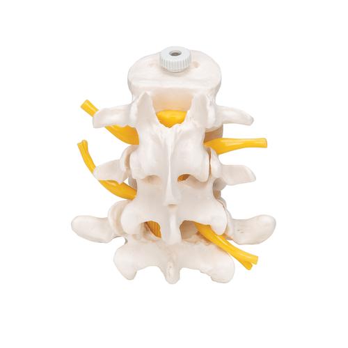 3 Human Lumbar Vertebrae, Flexibly Mounted, 1000151 [A76/8], Vertebra Models