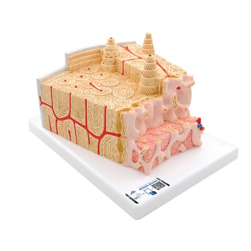 3B MICROanatomy Human Bone Structure, 80 times enlarged, 1000154 [A79], Individual Bone Models