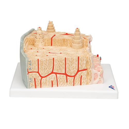3B MICROanatomy Human Bone Structure, 80 times enlarged, 1000154 [A79], Individual Bone Models