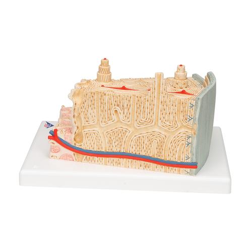 3B MICROanatomy Human Bone Structure, 80 times enlarged, 1000154 [A79], Individual Bone Models