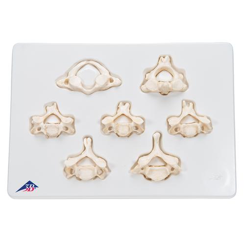 7 BONElike 경추 세트 Set of 7 BONElike Cervical Vertebrae, 1000021 [A790], 척추뼈 모형