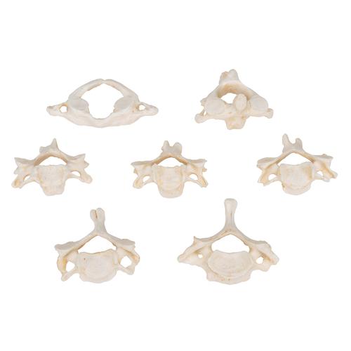 7 BONElike 경추 세트 Set of 7 BONElike Cervical Vertebrae, 1000021 [A790], 척추뼈 모형