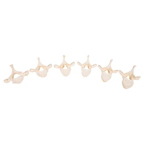 Set of 24 BONElike Vertebrae Models, 1000156 [A793], Human Spine Models