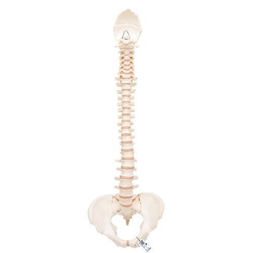 BONElike Human Vertebral Column Model, 1000157 [A794], Human Spine Models