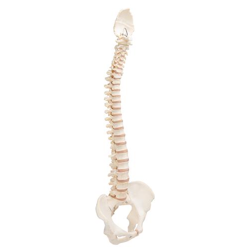 BONElike Human Vertebral Column Model, 1000157 [A794], Human Spine Models