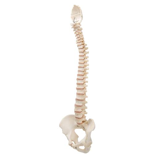 BONElike Human Vertebral Column Model, 1000157 [A794], Human Spine Models