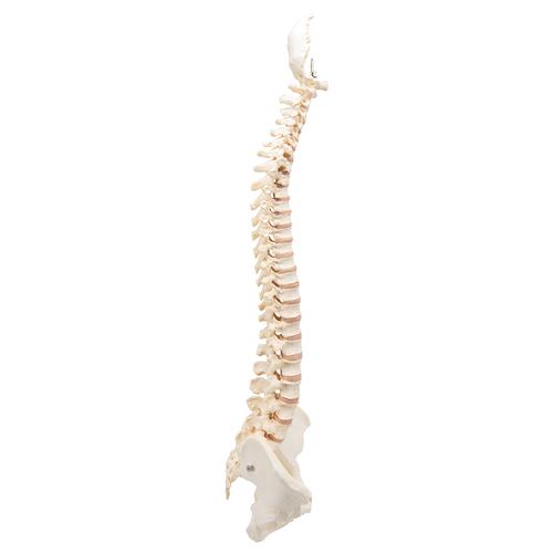 BONElike Human Vertebral Column Model, 1000157 [A794], Human Spine Models