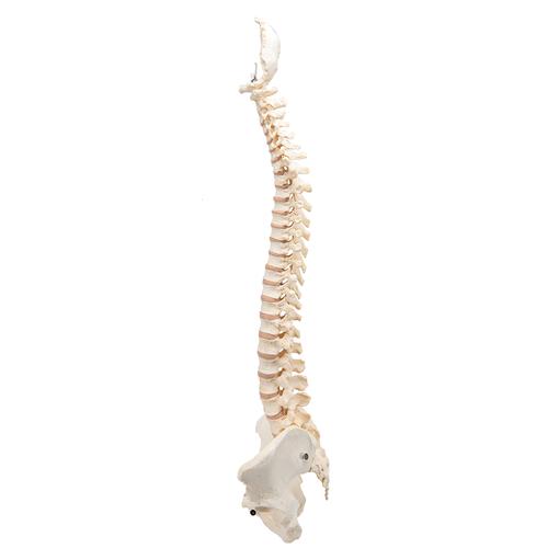 BONElike Human Vertebral Column Model, 1000157 [A794], Human Spine Models