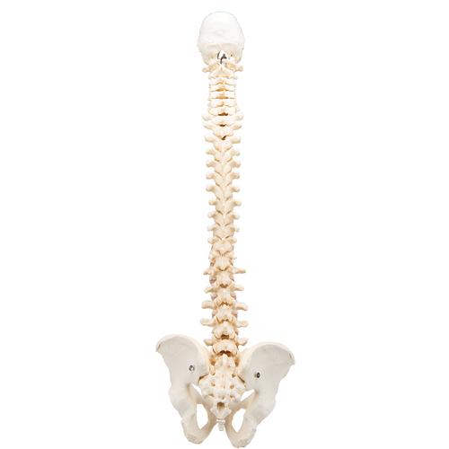 BONElike Human Vertebral Column Model, 1000157 [A794], Human Spine Models