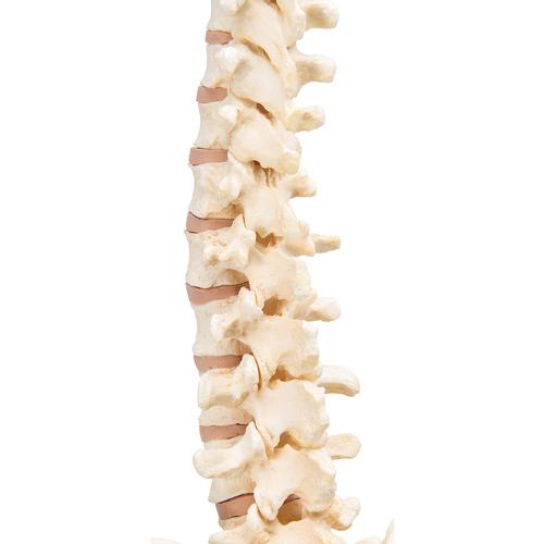 BONElike Human Vertebral Column Model, 1000157 [A794], Human Spine Models