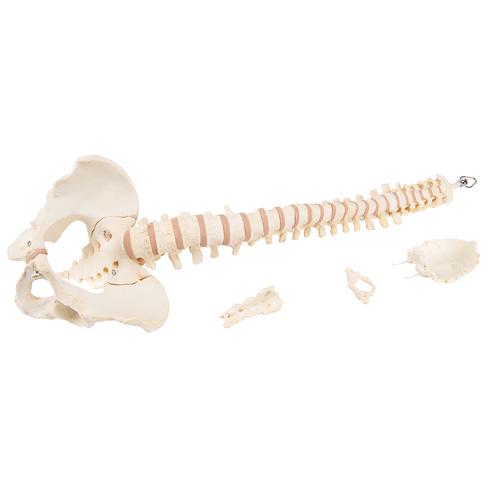 BONElike Human Vertebral Column Model, 1000157 [A794], Human Spine Models