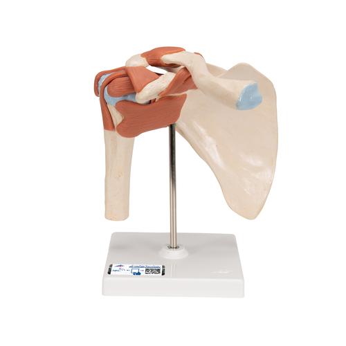 고급형 어깨 관절(견관절) 모형 
Deluxe Functional Shoulder Joint Model, 1000160 [A80/1], 관절 모형