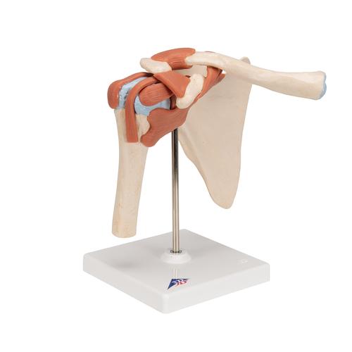 고급형 어깨 관절(견관절) 모형 
Deluxe Functional Shoulder Joint Model, 1000160 [A80/1], 관절 모형