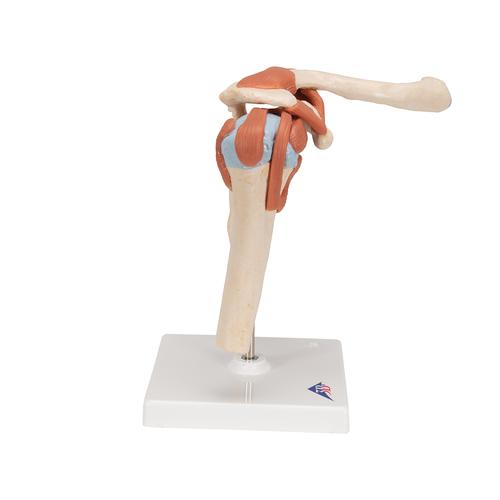 고급형 어깨 관절(견관절) 모형 
Deluxe Functional Shoulder Joint Model, 1000160 [A80/1], 관절 모형