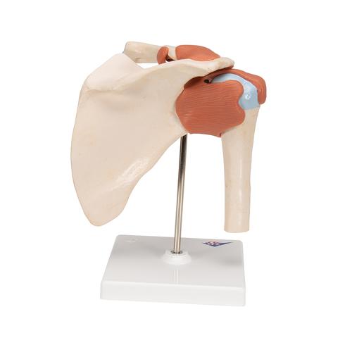 Deluxe Functional Human Shoulder Joint, Physiological Movable, 1000160 [A80/1], Joint Models