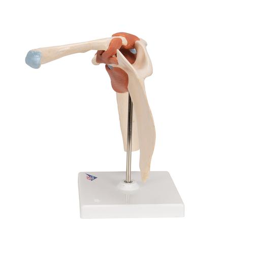 고급형 어깨 관절(견관절) 모형 
Deluxe Functional Shoulder Joint Model, 1000160 [A80/1], 관절 모형