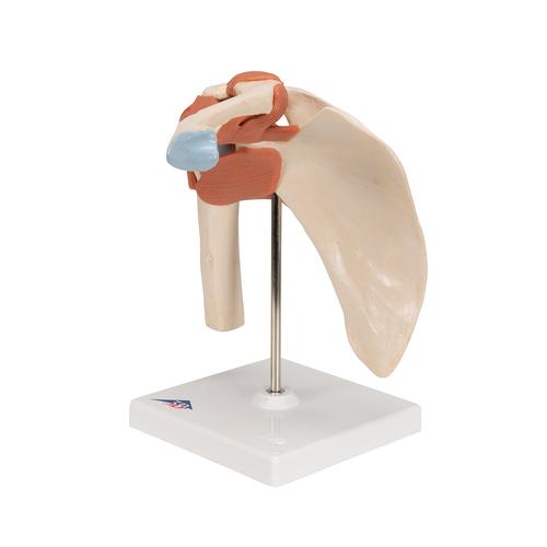 고급형 어깨 관절(견관절) 모형 
Deluxe Functional Shoulder Joint Model, 1000160 [A80/1], 관절 모형