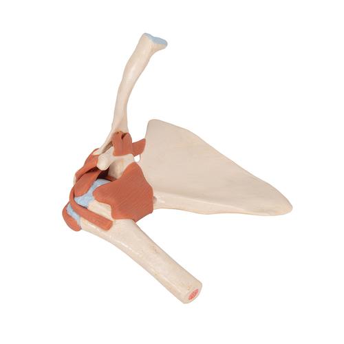 고급형 어깨 관절(견관절) 모형 
Deluxe Functional Shoulder Joint Model, 1000160 [A80/1], 관절 모형