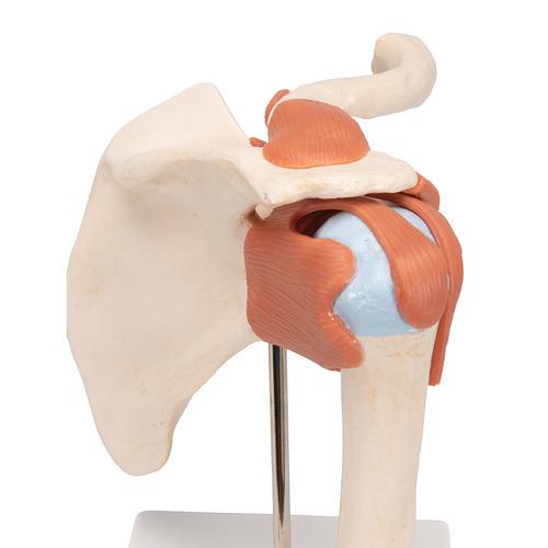 고급형 어깨 관절(견관절) 모형 
Deluxe Functional Shoulder Joint Model, 1000160 [A80/1], 관절 모형