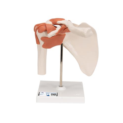 어깨 관절(견관절) 모형 Functional Shoulder Joint, 1000159 [A80], 관절 모형