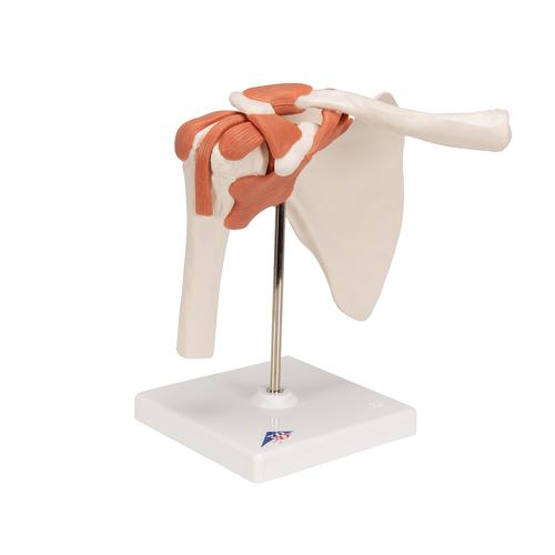 어깨 관절(견관절) 모형 Functional Shoulder Joint, 1000159 [A80], 관절 모형