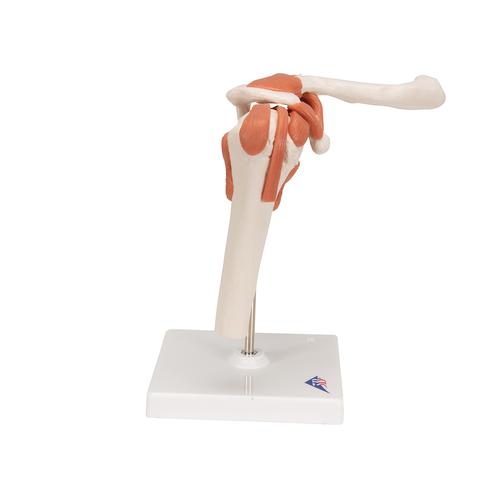 어깨 관절(견관절) 모형 Functional Shoulder Joint, 1000159 [A80], 관절 모형