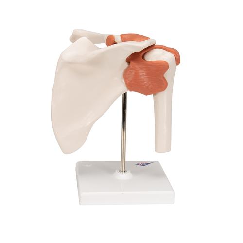 어깨 관절(견관절) 모형 Functional Shoulder Joint, 1000159 [A80], 관절 모형