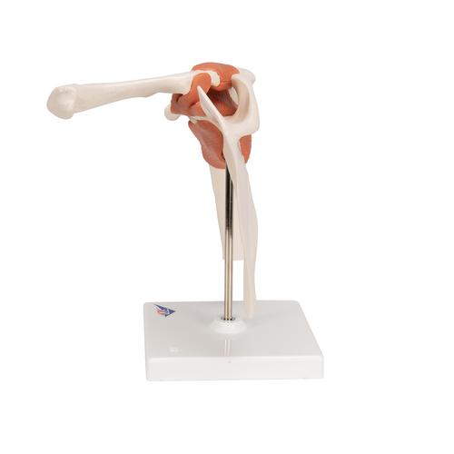 어깨 관절(견관절) 모형 Functional Shoulder Joint, 1000159 [A80], 관절 모형