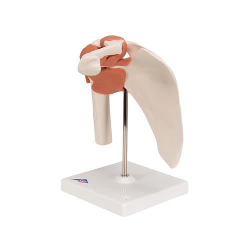 어깨 관절(견관절) 모형 Functional Shoulder Joint, 1000159 [A80], 관절 모형