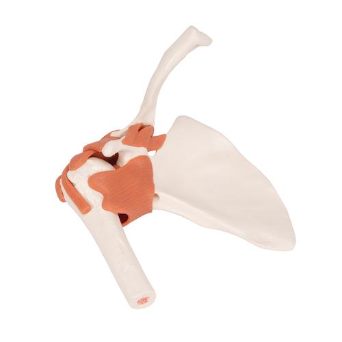 어깨 관절(견관절) 모형 Functional Shoulder Joint, 1000159 [A80], 관절 모형