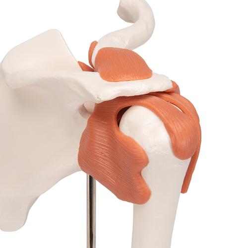 Функциональная модель плечевого сустава - 3B Smart Anatomy, 1000159 [A80], Модели суставов, кисти и стопы человека