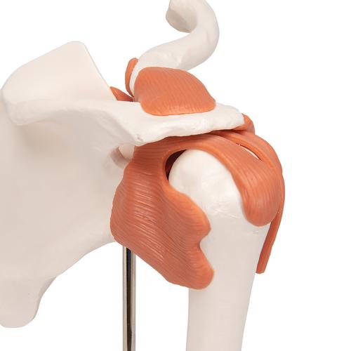 어깨 관절(견관절) 모형 Functional Shoulder Joint, 1000159 [A80], 관절 모형