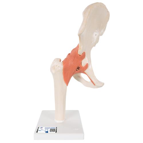 고급형 엉덩이 관절(고관절)모형 Deluxe Functional Hip Joint Model, 1000162 [A81/1], 관절 모형