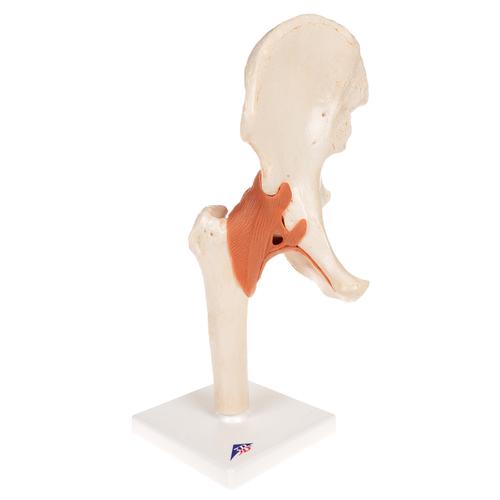 Functional Human Hip Joint Model with Ligaments & Marked Cartilage, 1000162 [A81/1], Joint Models