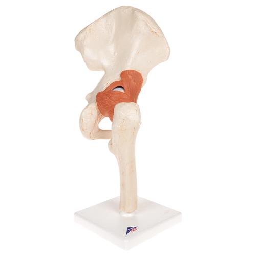 Functional Human Hip Joint Model with Ligaments & Marked Cartilage, 1000162 [A81/1], Joint Models