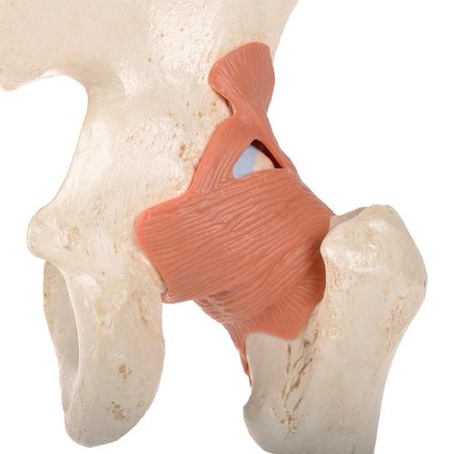 Functional Human Hip Joint Model with Ligaments & Marked Cartilage, 1000162 [A81/1], Joint Models