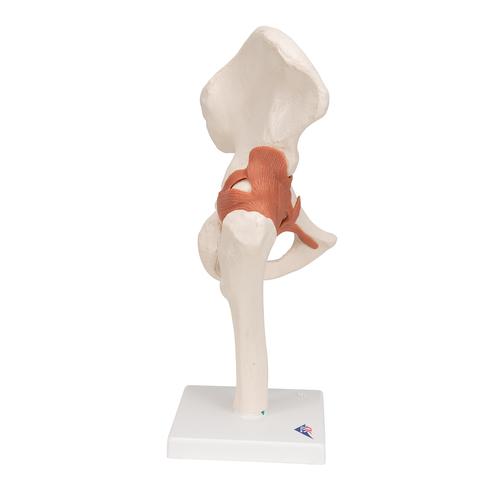 엉덩이 관절(고관절) 모형 Functional Hip Joint, 1000161 [A81], 관절 모형