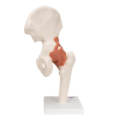 Functional Human Hip Joint Model, 1000161 [A81], Joint Models