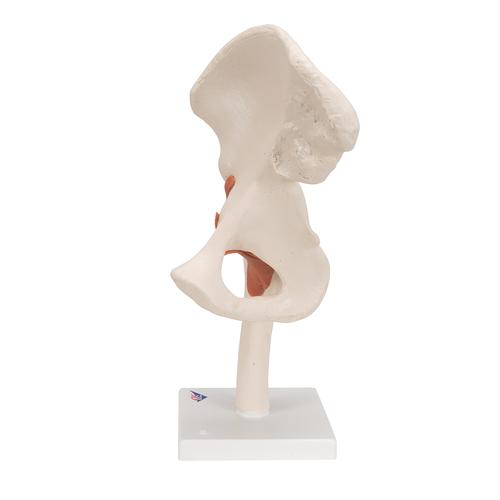 엉덩이 관절(고관절) 모형 Functional Hip Joint, 1000161 [A81], 관절 모형