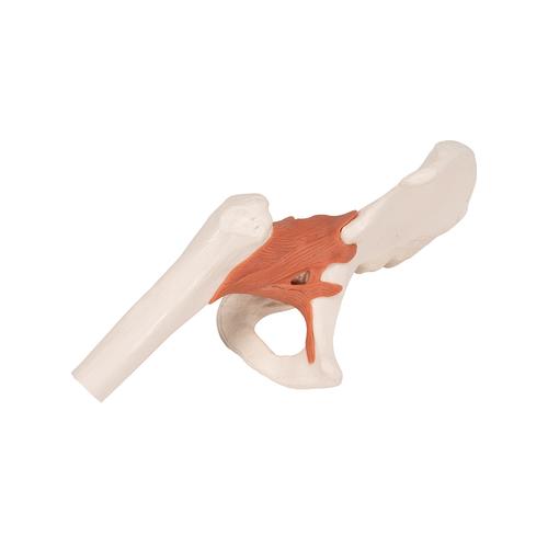 Functional Human Hip Joint Model, 1000161 [A81], Joint Models