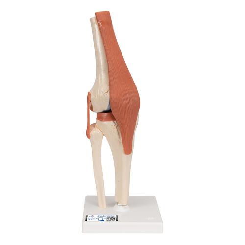 Functional Human Knee Joint Model with Ligaments & Marked Cartilage, 1000164 [A82/1], Joint Models