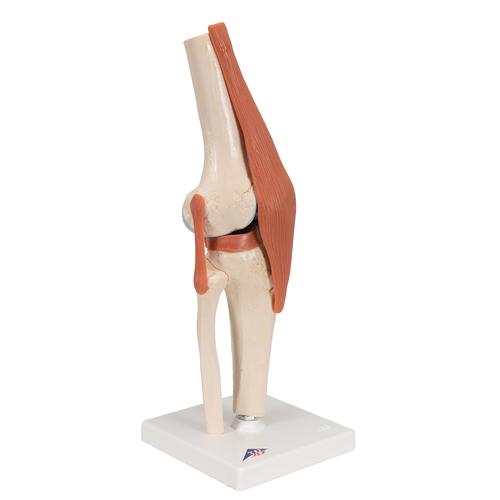 Функциональная модель коленного сустава класса «люкс» - 3B Smart Anatomy, 1000164 [A82/1], Модели суставов, кисти и стопы человека