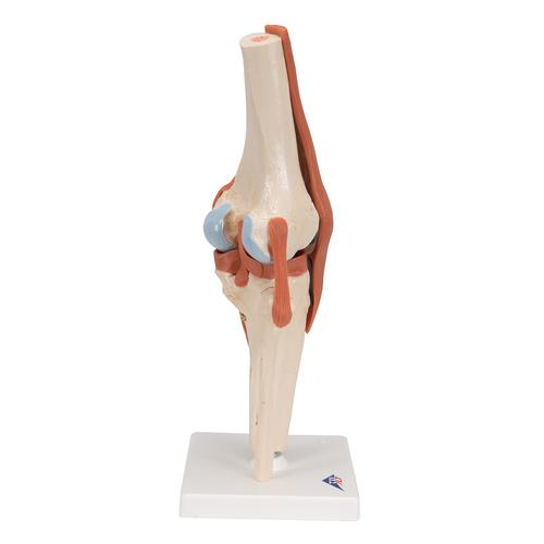 Functional Human Knee Joint Model with Ligaments & Marked Cartilage, 1000164 [A82/1], Joint Models