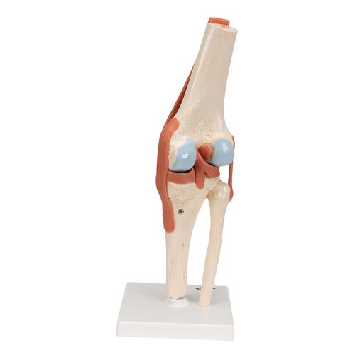 Functional Human Knee Joint Model with Ligaments & Marked Cartilage, 1000164 [A82/1], Joint Models