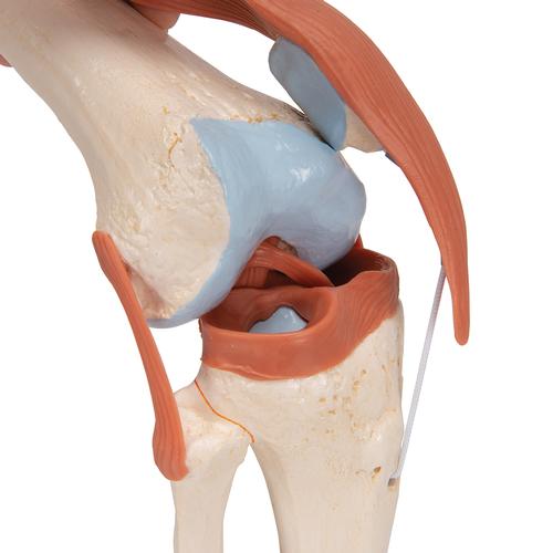 Functional Human Knee Joint Model with Ligaments & Marked Cartilage, 1000164 [A82/1], Joint Models