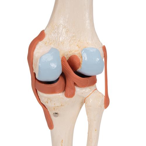 Functional Human Knee Joint Model with Ligaments & Marked Cartilage, 1000164 [A82/1], Joint Models