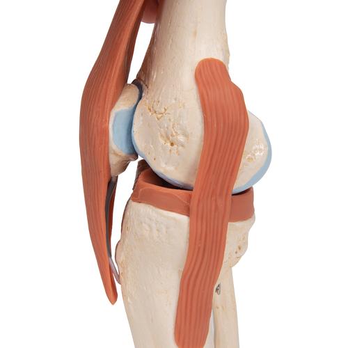 Functional Human Knee Joint Model with Ligaments & Marked Cartilage, 1000164 [A82/1], Joint Models